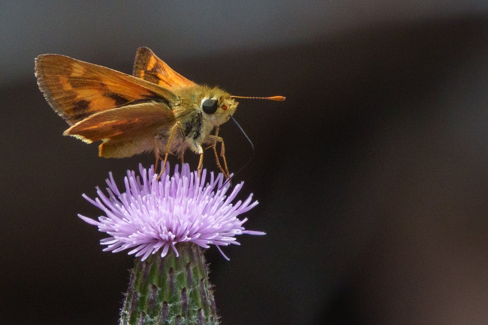 Skipper butterfly on thistle, dark background